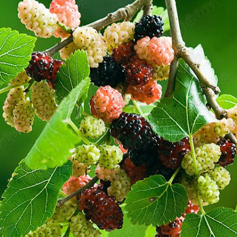 Morus rubra #3 (Red Mulberry) - Scioto Gardens Nursery