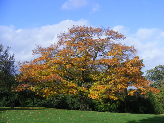 Red Oak (Quercus rubra)