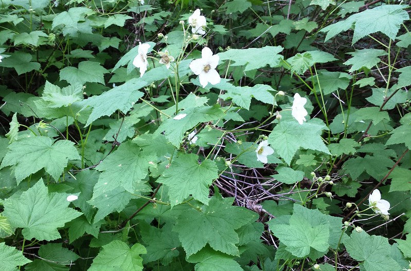 Thimbleberry (Rubus parviflorus)