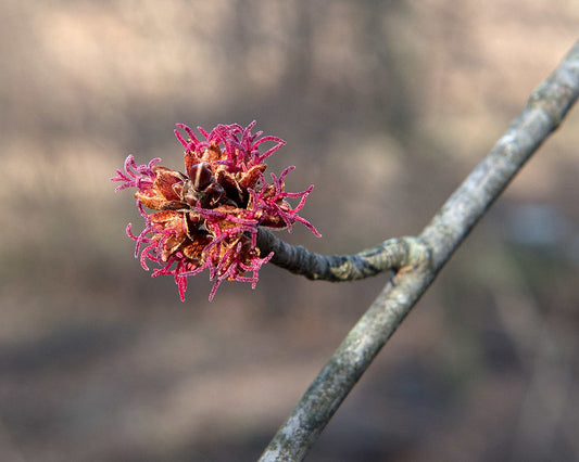 Silver Maple (Acer saccharinum)