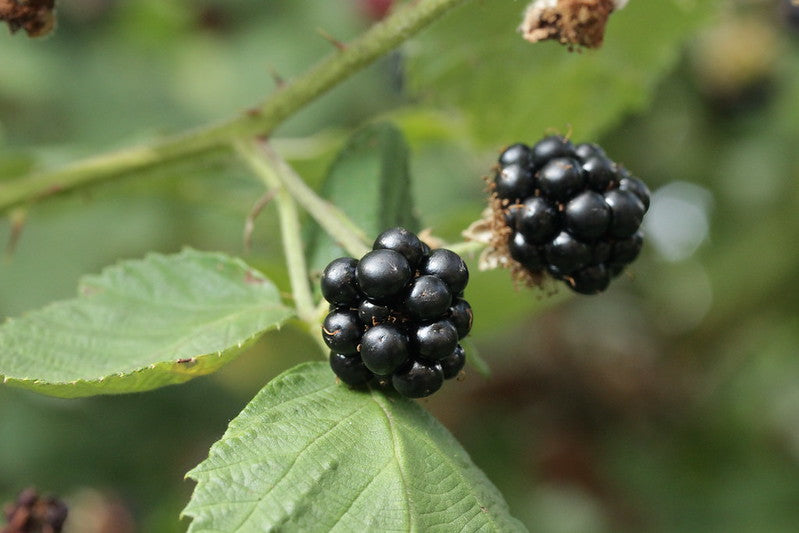 Blackberry (Rubus fruticosus)