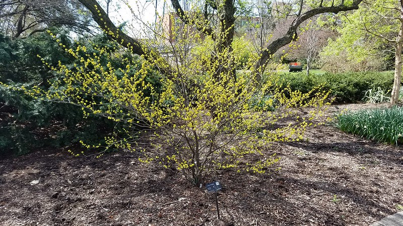 Spicebush (Lindera benzoin)