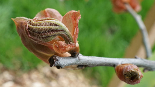 Shagbark Hickory (Carya ovata)