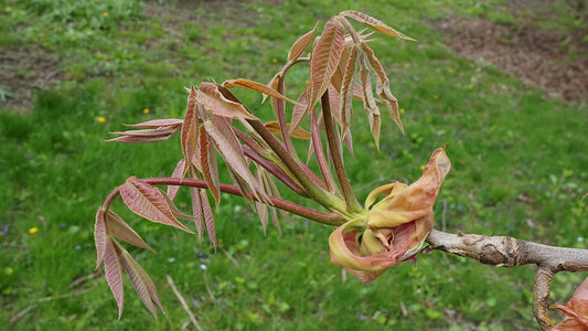 Shellbark Hickory (Carya laciniosa)