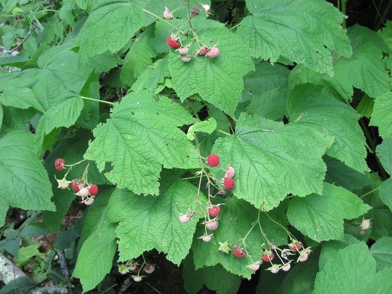 Thimbleberry (Rubus parviflorus)