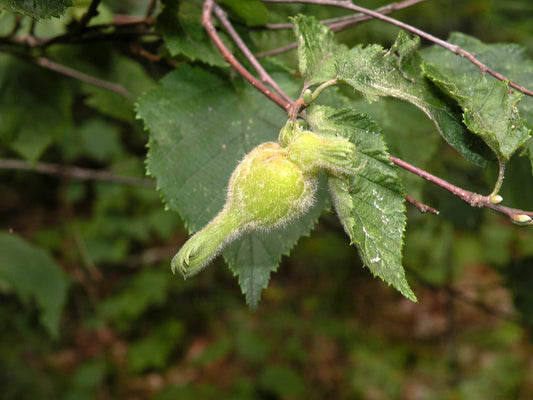 Beaked Hazelnut (Corylus cornuta)