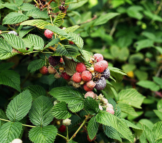 Red Raspberry (Rubus idaeus)