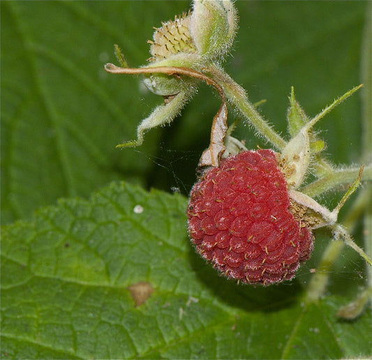 Thimbleberry (Rubus parviflorus)