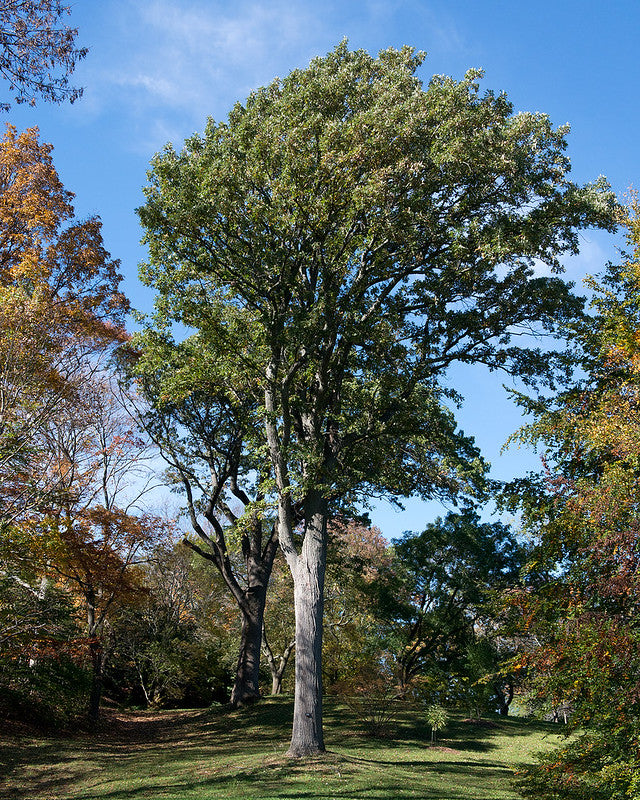 Bur Oak (Quercus macrocarpa)