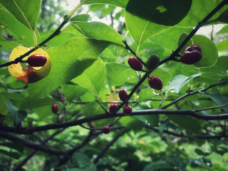 Spicebush (Lindera benzoin)