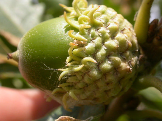 Bur Oak (Quercus macrocarpa)