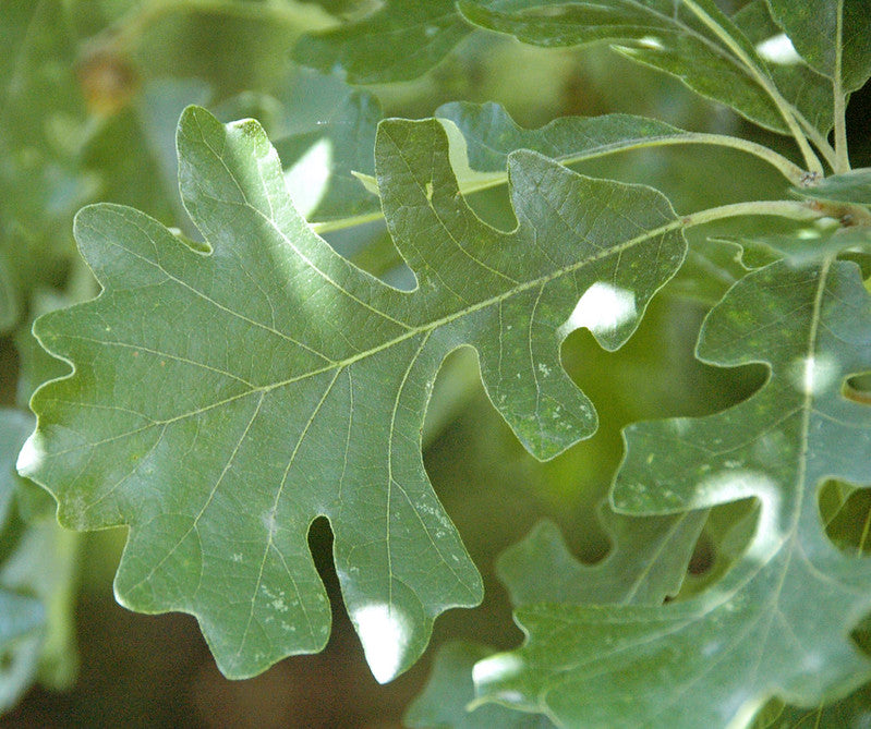 Bur Oak (Quercus macrocarpa)