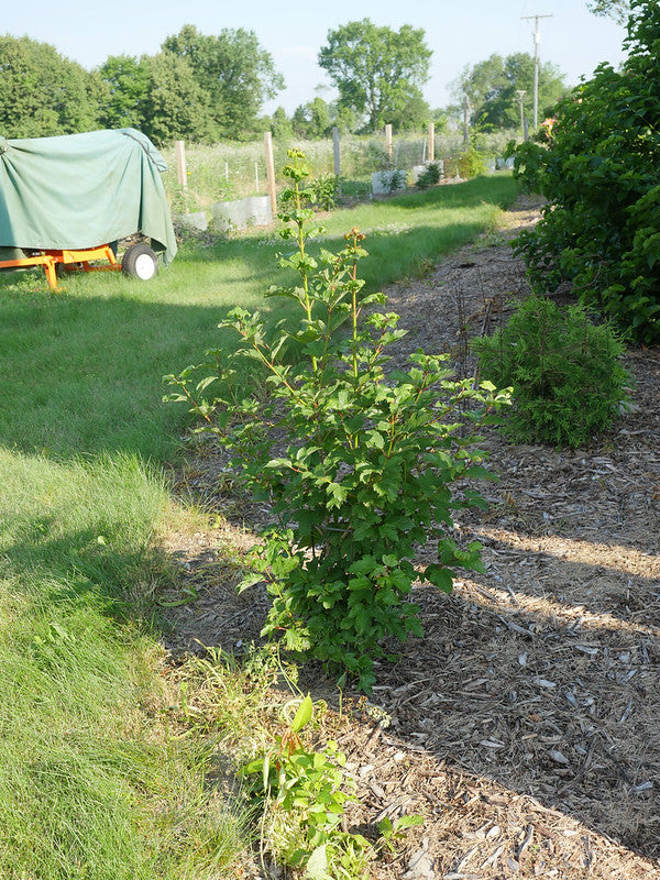 Highbush Cranberry (Viburnum trilobum)