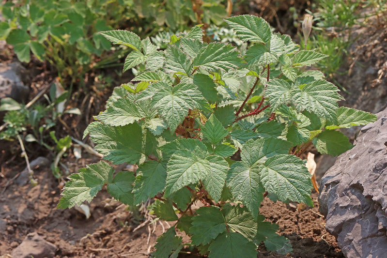 Red Raspberry (Rubus idaeus)