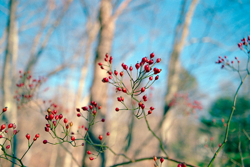 Spicebush (Lindera benzoin)