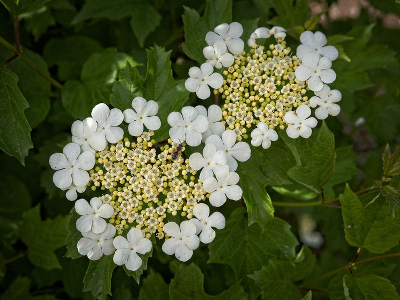 Highbush Cranberry (Viburnum trilobum)