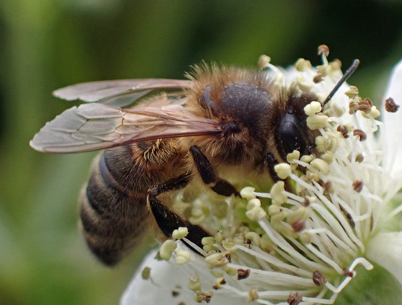 Blackberry (Rubus fruticosus)