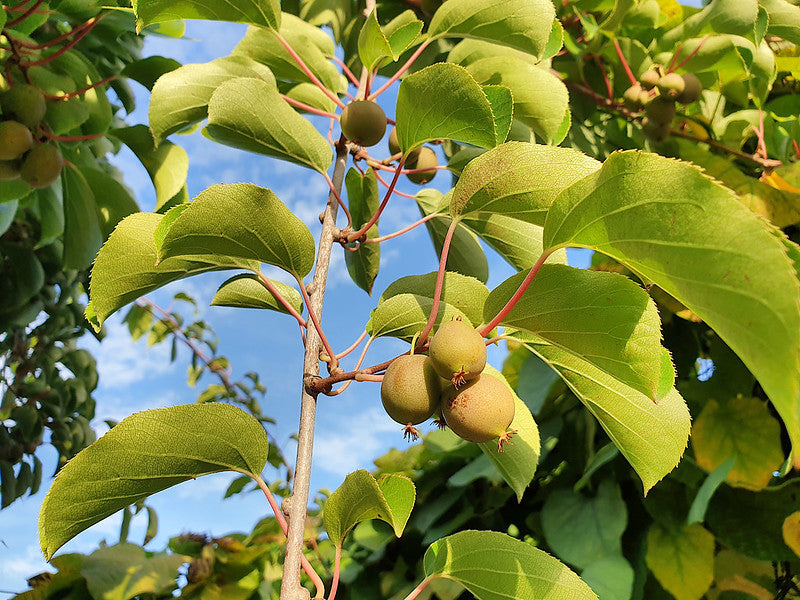 Arguta Kiwi (Actinidia arguta)