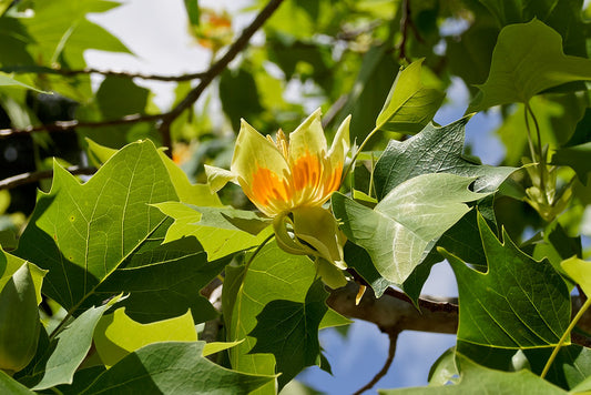 Tuliptree (Liriodendron tulipifera)