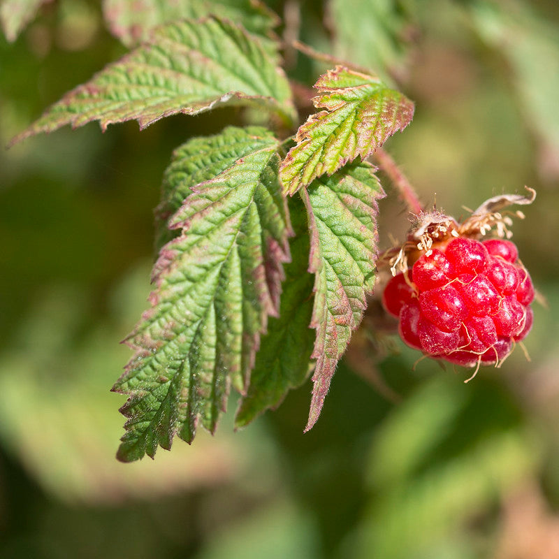 Red Raspberry (Rubus idaeus)