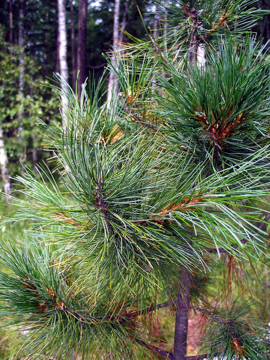 Siberian Stone Pine (Pinus sibirica)