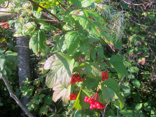 Highbush Cranberry (Viburnum trilobum)