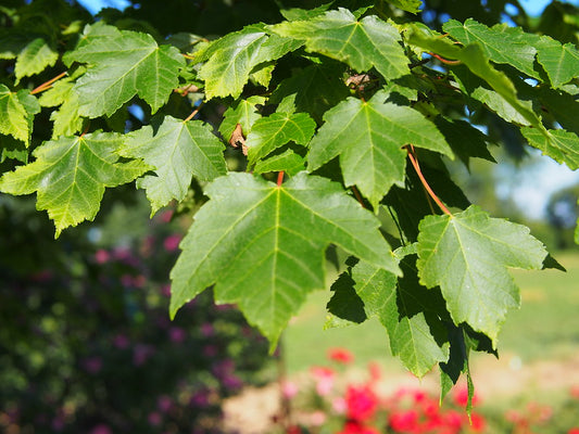 Red Maple (Acer rubrum)